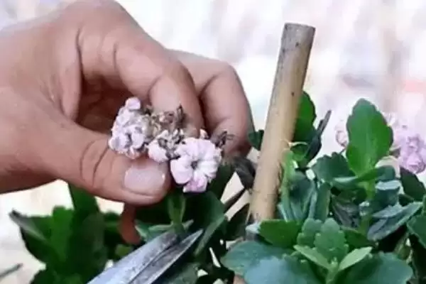 图片[2]-修剪天竺葵的方法和重点？修剪天竺葵要做好哪些细节？-会东网