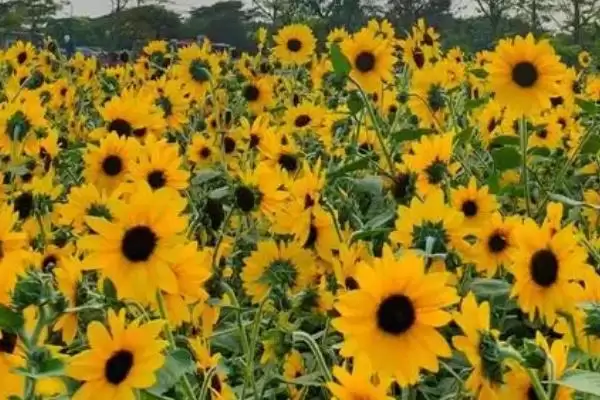 图片[3]-向日葵什么时候开花，一般在7-8月开花-会东网