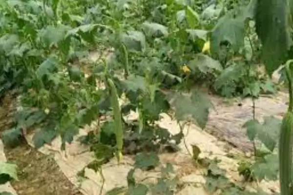 种植丝瓜的方法和重点？种丝瓜要做好哪些细节？(2)插图7