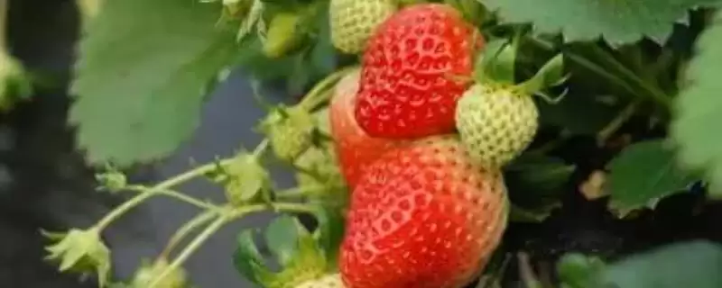 草莓的叶片为什么发黄，可能是过度浇水、缺少肥料和光照等因素造成-会东网