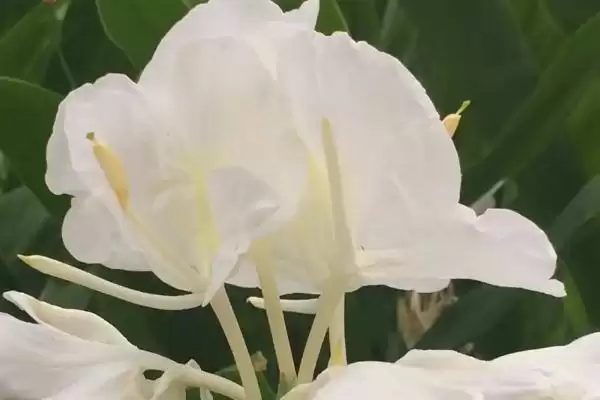 图片[2]-姜花的寓意 ,姜花在寓意方面有什么含义-会东网