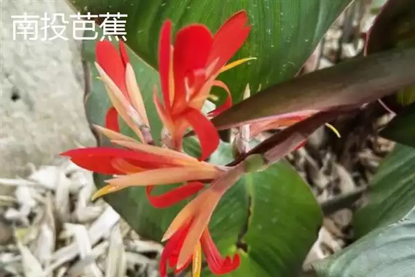 图片[16]-台湾香蕉的主要栽培品种，常见的有李林蕉、玫瑰蕉、旦蕉等-会东网