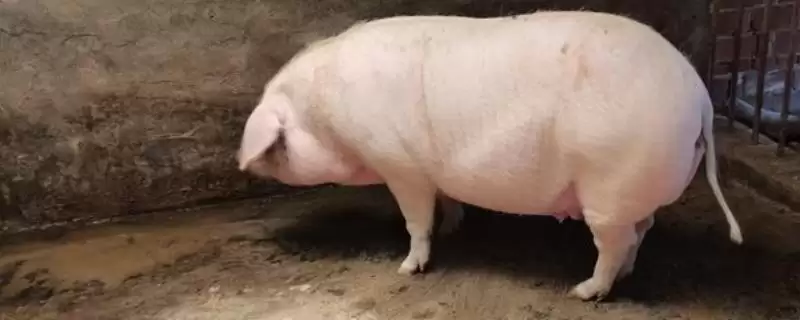 母猪单养圈舍的适宜尺寸是多少呢,母猪单养圈舍按长 4 米、宽 2.5 米建造-会东网