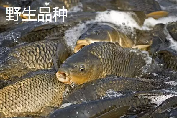 图片[4]-鲤鱼的适宜垂钓时间 ,鲤鱼在不同季节何时好钓？-会东网