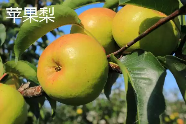 苹果梨的产地，多分布于东北、华北和西北插图4