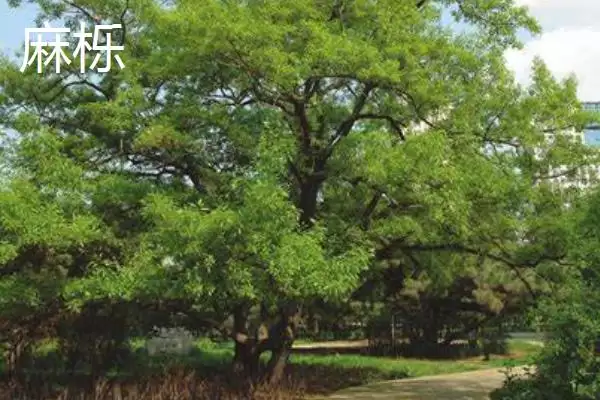 图片[5]-栎树的种类介绍 ,栎树有哪些主要的品种类型呢？-会东网