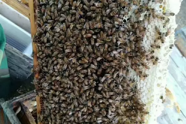 蜜蜂几月份开始秋繁,因各地气候不同而不同插图2 蜜蜂几月份开始秋繁,因各地气候不同而不同插图2