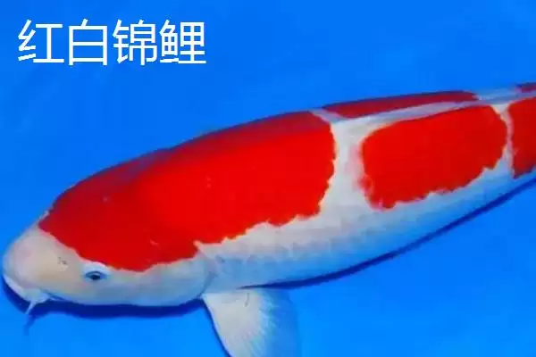 图片[2]-锦鲤的常见品种 ,锦鲤有哪些常见的品种类型呢-会东网
