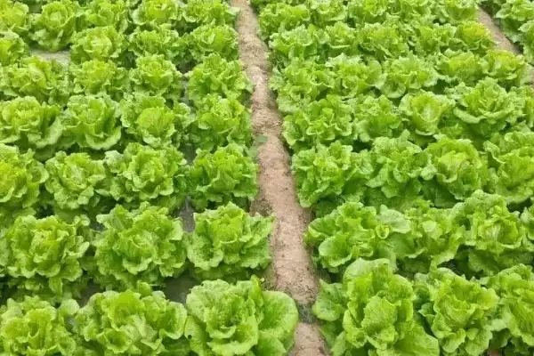 图片[6]-种植蔬菜需考虑的因素和要点？种植蔬菜需关注哪些关键要素？-会东网