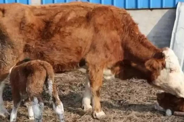 母牛多久没产出小牛算难产呢 ,母牛超过 8 小时未产出小牛算为难产插图4 母牛多久没产出小牛算难产呢 ,母牛超过 8 小时未产出小牛算为难产插图4