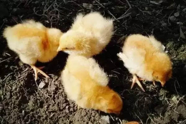 了解小鸡长羽毛时间节点的方法和重点？养鸡要做好哪些生长发育监测？插图2