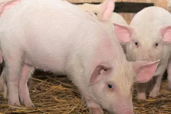 避免猪咬架的方法和重点?养猪要做好哪些猪群关系管理细节?插图3 避免猪咬架的方法和重点?养猪要做好哪些猪群关系管理细节?插图3