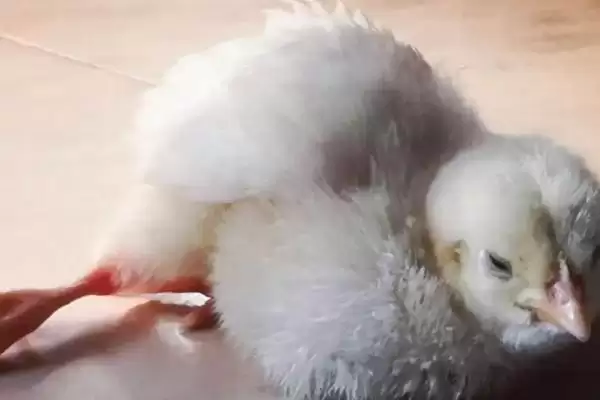 处理小鸡太脏清洗难题的方法和重点?养鸡要做好哪些卫生清洁工作?插图3 处理小鸡太脏清洗难题的方法和重点?养鸡要做好哪些卫生清洁工作?插图3