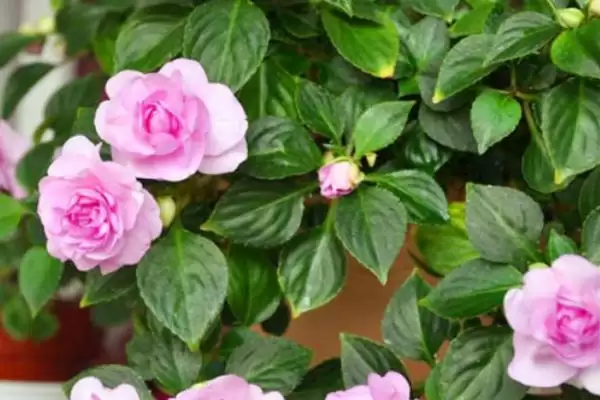 图片[4]-水梅花和凤仙花有什么区别？区分水梅花和凤仙花要关注哪些关键差异？-会东网