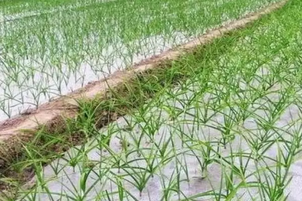 图片[2]-种植大蒜覆盖地膜的方法和重点？种植大蒜盖地膜需留意什么？-会东网