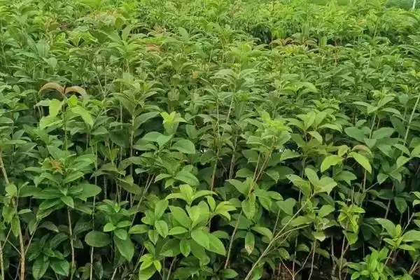 图片[5]-四季桂怎么种植？种植四季桂要遵循哪些科学的种植方法和养护要点？-会东网