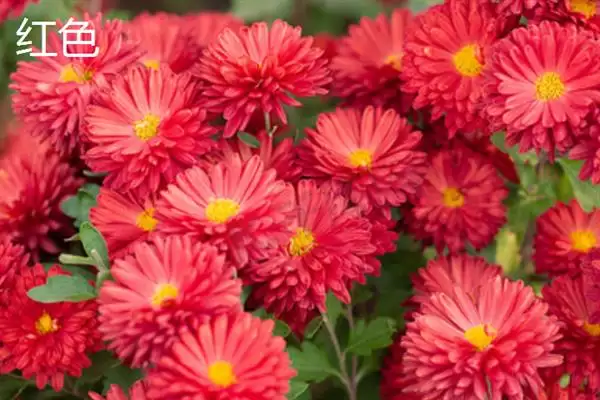 菊花的颜色种类 ,菊花常见的颜色有哪些呢?插图4 菊花的颜色种类 ,菊花常见的颜色有哪些呢?插图4