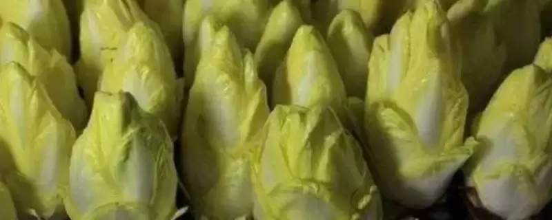 种植玉兰菜的方法和重点？种植玉兰菜要做好哪些细节？-会东网