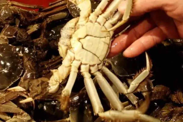 螃蟹死亡24小时内能否食用：取决于环境温度的关键因素插图1