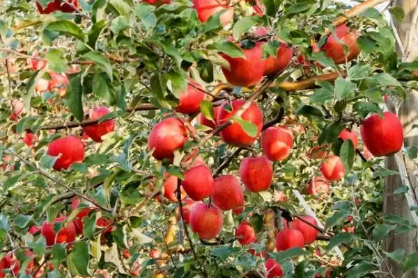 苹果树的存活时间,一般能达到50年左右插图4 苹果树的存活时间,一般能达到50年左右插图4