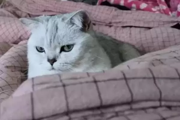 图片[7]-猫视网膜萎缩有哪些症状表现 ,猫视网膜萎缩最终会导致失明-会东网