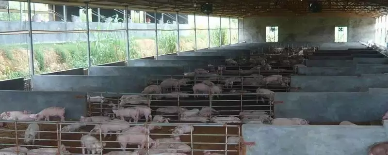 处理猪舍潮湿问题的方法和重点？养猪要做好哪些养殖环境优化细节？-会东网
