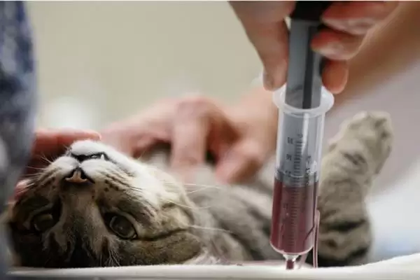 猫异常出血的原因有哪些呢 ,猫血小板异常或血管病致异常出血插图5