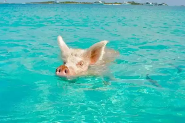 牛羊猪的游泳技能大揭秘:天生会游泳的奇妙事实插图1 牛羊猪的游泳技能大揭秘:天生会游泳的奇妙事实插图1