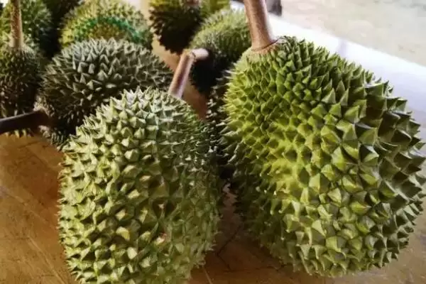 猫山王榴莲为什么价格昂贵 ,猫山王榴莲品质好且产量稀少插图3 猫山王榴莲为什么价格昂贵 ,猫山王榴莲品质好且产量稀少插图3
