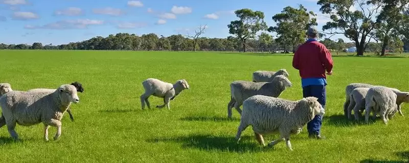 规划 50 亩农场的方法和重点?养猪要做好哪些规划细节?插图 规划 50 亩农场的方法和重点?养猪要做好哪些规划细节?插图