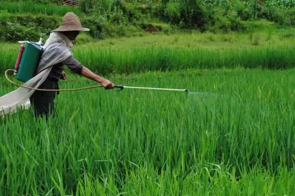 图片[3]-夏秋季避免烟粉虱蔓延的方法和要点？防治烟粉虱蔓延需注意什么？-会东网