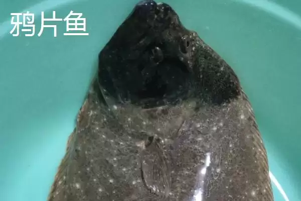 图片[3]-偏口鱼和鸦片鱼的区别剖析：包含范围不同的本质差异-会东网