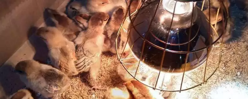 确定小鸡出壳后保温灯瓦数的方法和重点?养鸡要做好哪些育雏设备选择?-会东网