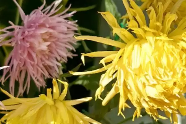 甲醛克星花卉:吊兰、菊花、白掌让你室内空气更清新插图2 甲醛克星花卉:吊兰、菊花、白掌让你室内空气更清新插图2
