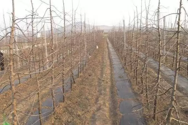 苹果树的存活时间,一般能达到50年左右插图8 苹果树的存活时间,一般能达到50年左右插图8