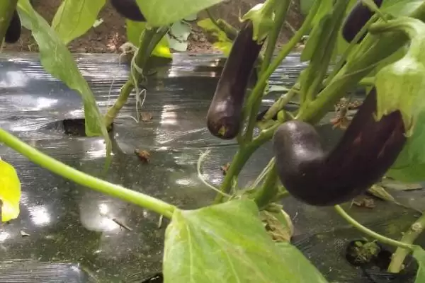 茄子长弯原因剖析：点花或温度问题等的影响插图1