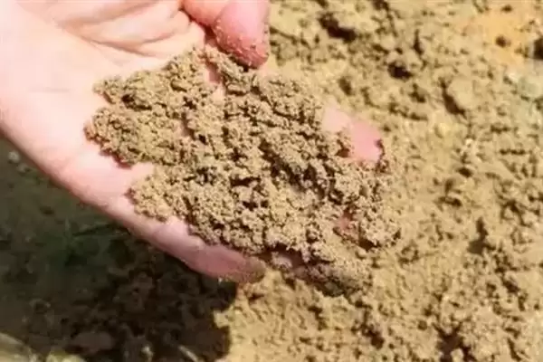 图片[4]-辛夷花的基本介绍和要点？了解辛夷花需关注哪些关键信息？-会东网