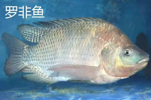 图片[8]-蚯蚓钓鱼技巧全解：为何是“万能饵料”的优势分析-会东网