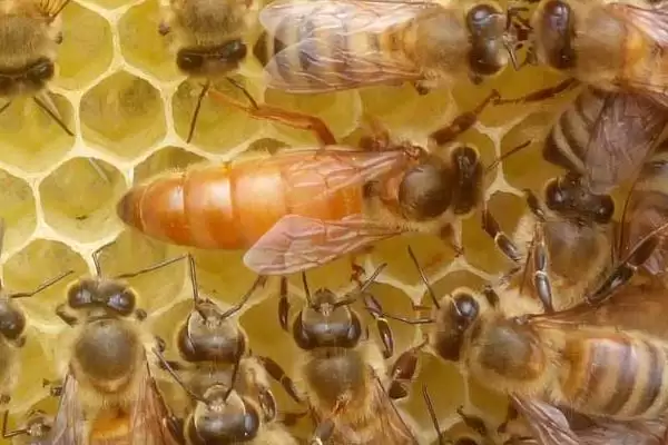 如何直接介入蜂王，将蜂王直接介入蜂群中即可插图3