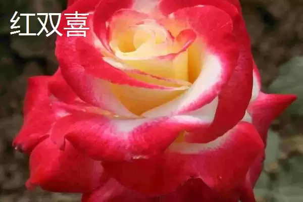 图片[7]-认识月季品种的方法和重点？认识月季品种要做好哪些细节？-会东网