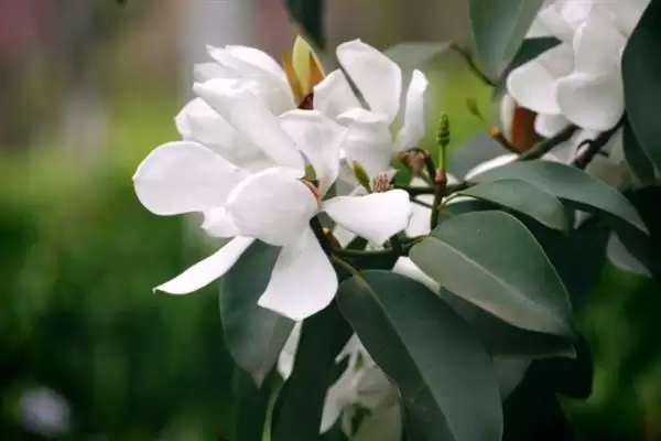 图片[4]-深山含笑和乐昌含笑有什么区别？区分深山含笑和乐昌含笑要关注什么？-会东网