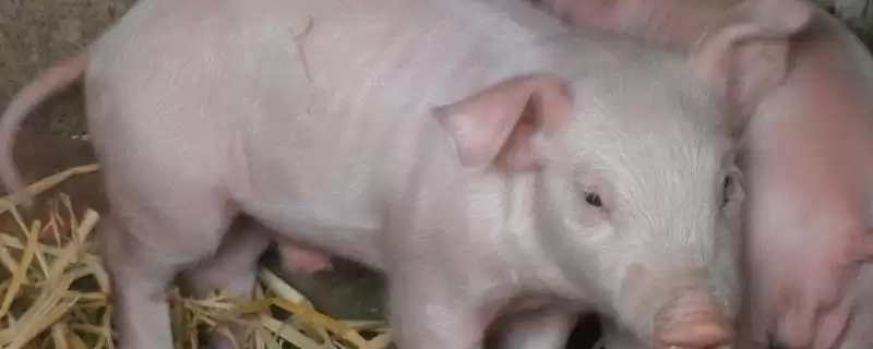 了解仔猪假死原因及急救的方法和重点?养猪要做好哪些应急处理细节?插图 了解仔猪假死原因及急救的方法和重点?养猪要做好哪些应急处理细节?插图