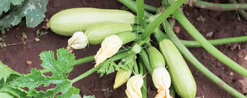 了解西葫芦品种的方法和重点?认识西葫芦品种要做好哪些细节?-会东网