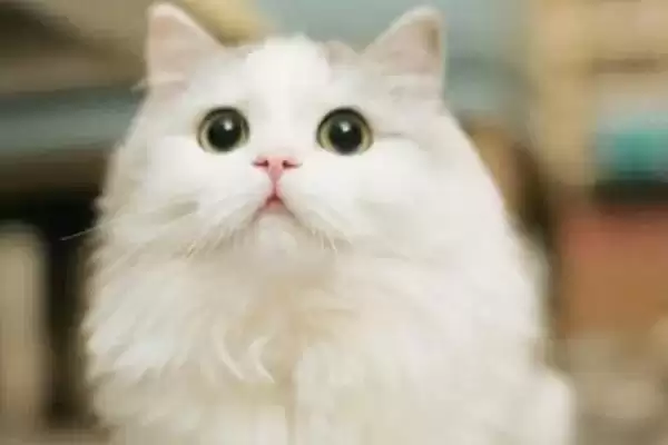 猫咪眼睛发炎会有什么后果 ,猫咪眼睛发炎会致结膜部位红肿插图1