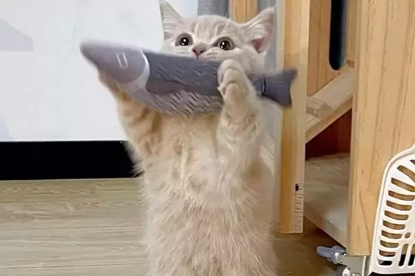 猫伤口露肉应该怎么处理呢 ,猫伤口露肉需先消毒后再包扎插图4