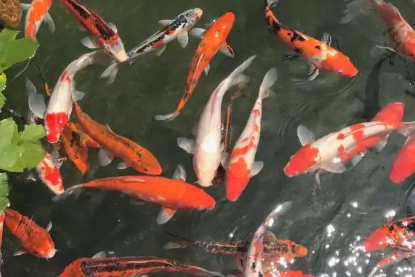 图片[4]-锦鲤烂鳞烂肉的原因 ,锦鲤烂鳞烂肉由什么引起的-会东网