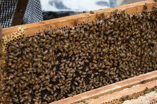 什么情况下蜜蜂会打架,并群失误是打架的主要原因插图2 什么情况下蜜蜂会打架,并群失误是打架的主要原因插图2