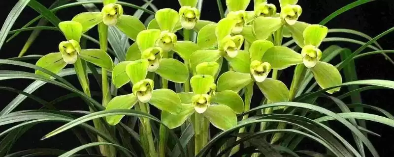 兰花的种植方法 ,兰花种植前为何要处理根系？-会东网