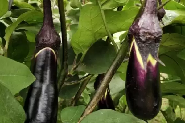 茄子提高坐果率秘籍：定植后及时摘心的关键要点插图3