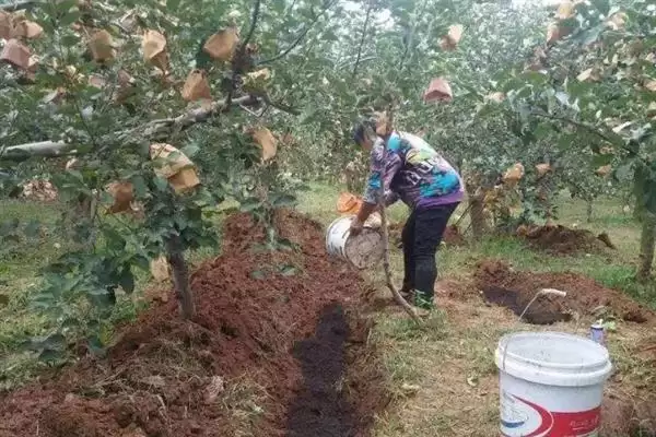 春季苹果园如何正确清园，包含物理清园和化学清园插图7